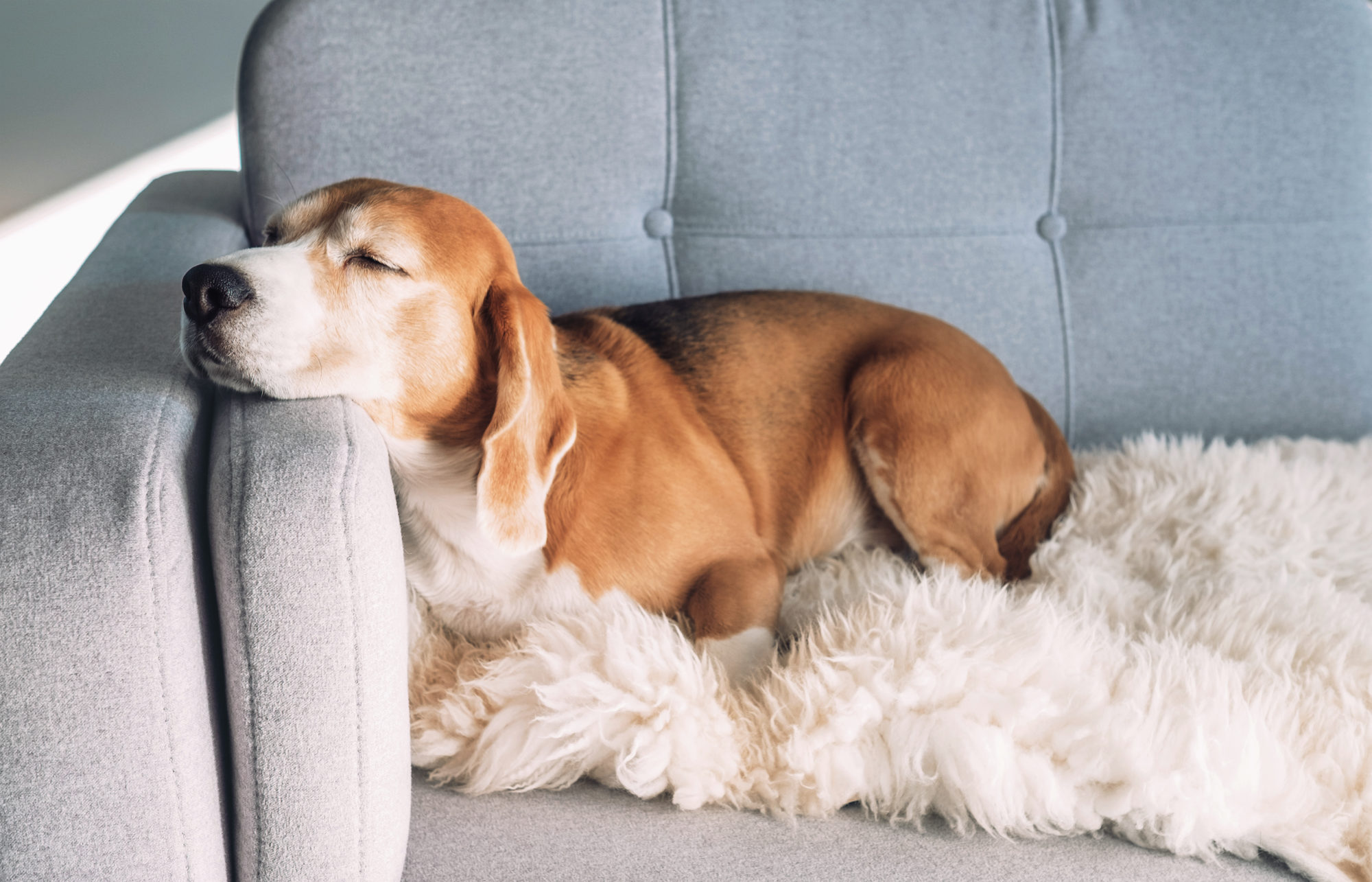 Beagle dog sleeping on apartment sofa